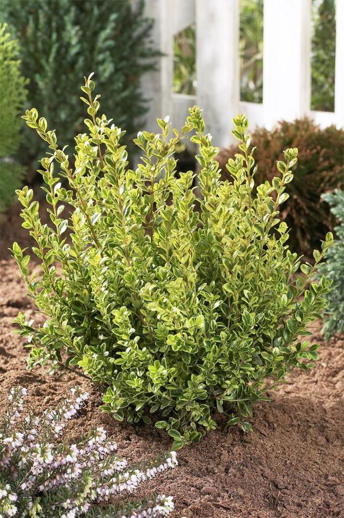 'Golden Dream™' Boxwood - Buxus microphylla from Milmont Greenhouses