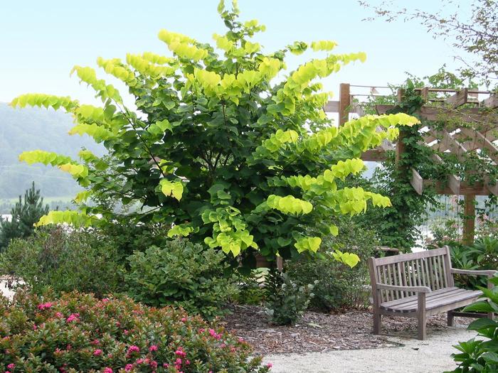 'Hearts of Gold' Redbud - Cercis canadensis from Milmont Greenhouses