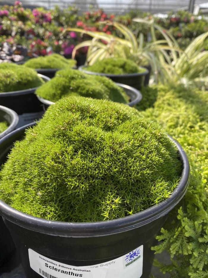 Australian Astroturf - Scleranthus biflorus from Milmont Greenhouses
