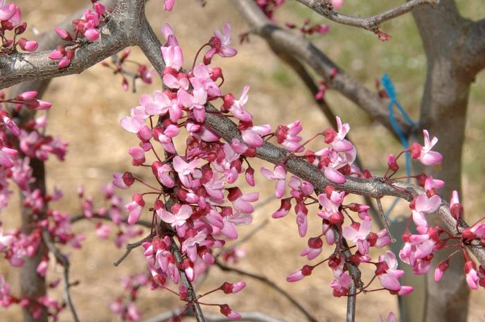 'Ruby Falls' Weeping Redbud - Cercis canadensis from Milmont Greenhouses