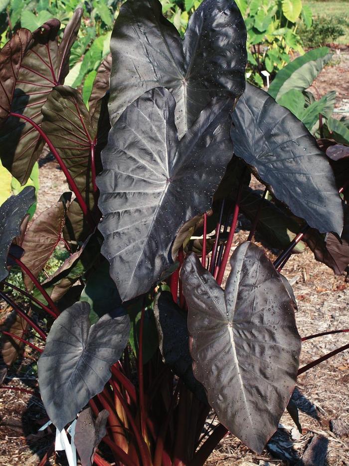 Royal Hawaiian® 'Diamond Head' - Colocasia esculenta (Elephant's Ear) from Milmont Greenhouses Royal Hawaiian® 'Diamond Head' - Colocasia esculenta (Elephant's Ear) from Milmont Greenhouses