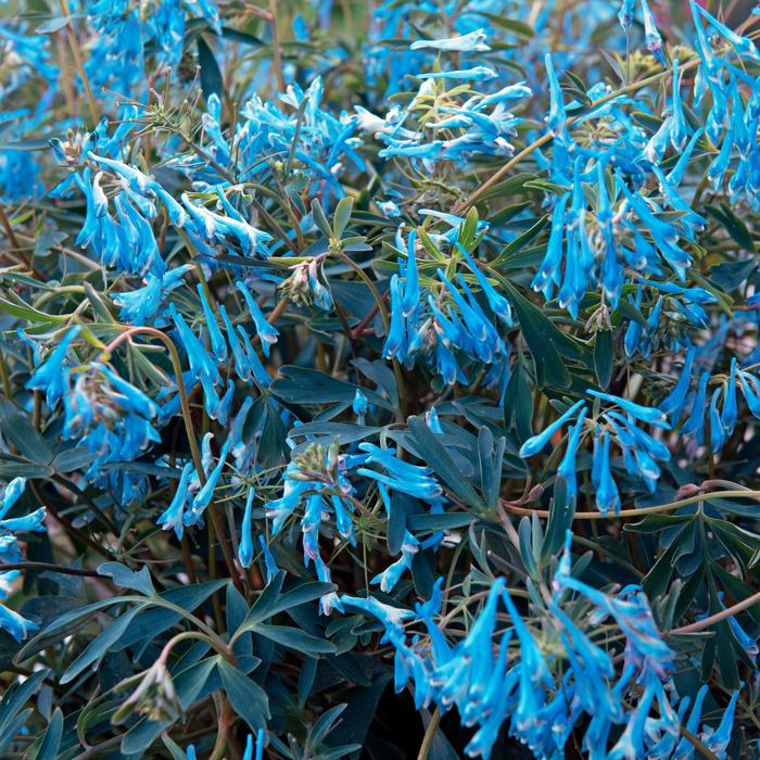 Hillier&trade; 'Porcelain Blue' - Corydalis flexuosa from Milmont Greenhouses