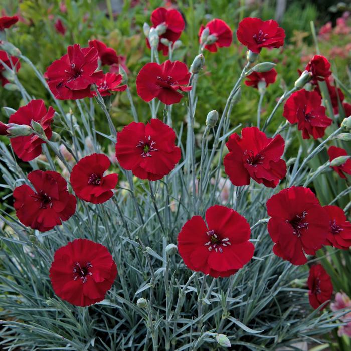 American Pie&reg; 'Cherry Pie' - Dianthus allwoodii from Milmont Greenhouses