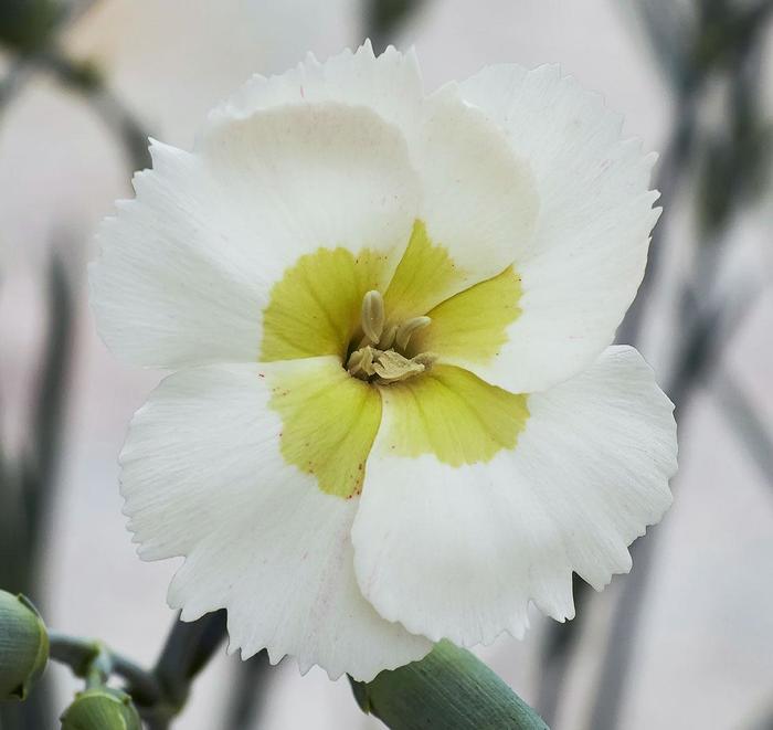 American Pie&reg; 'Key Lime Pie' - Dianthus allwoodii from Milmont Greenhouses
