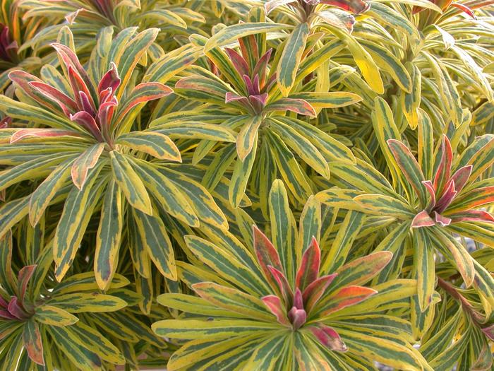 Sahara&trade; 'Ascot Rainbow' - Euphorbia x martinii (Spurge) from Milmont Greenhouses