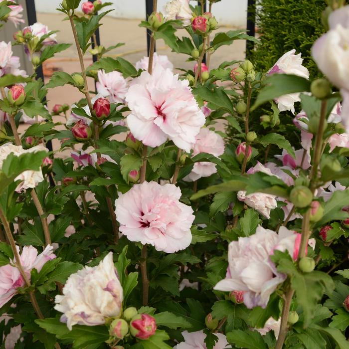 French Cabaret™ 'Blush' - Hibiscus syriacus (Rose of Sharon) from Milmont Greenhouses