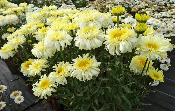 Realflor&reg; MC 'Real Charmer' - Leucanthemum x superbum (Shasta Daisy) from Milmont Greenhouses