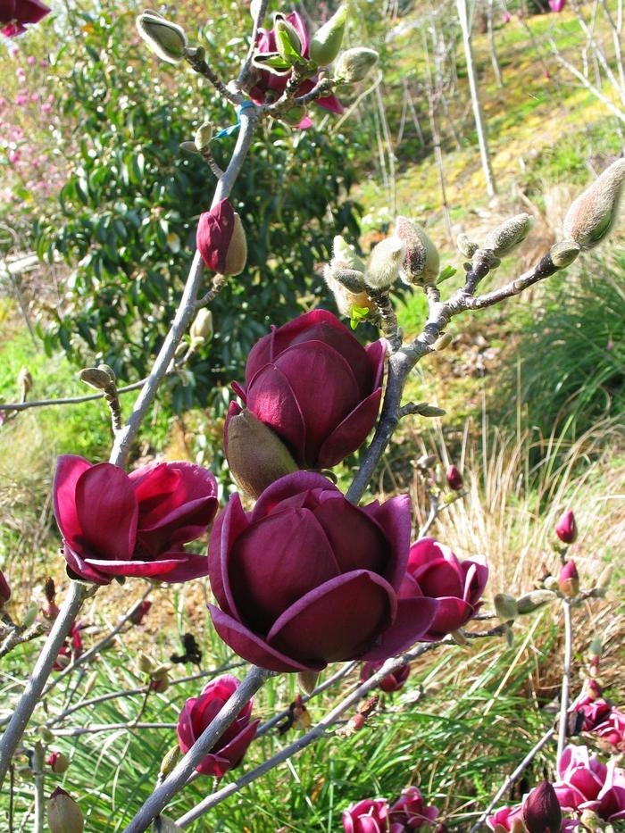 'Genie' - Magnolia from Milmont Greenhouses