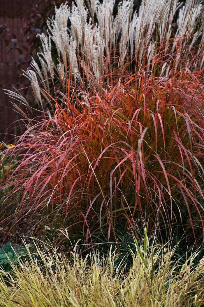 Mystal&trade; 'Fire Dragon' - Miscanthus sinensis (Maiden Grass) from Milmont Greenhouses