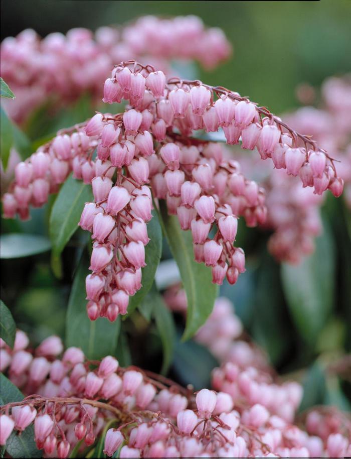 'Katsura' Lily of the Valley Shrub - Pieris japonica from Milmont Greenhouses 'Katsura' Lily of the Valley Shrub - Pieris japonica from Milmont Greenhouses