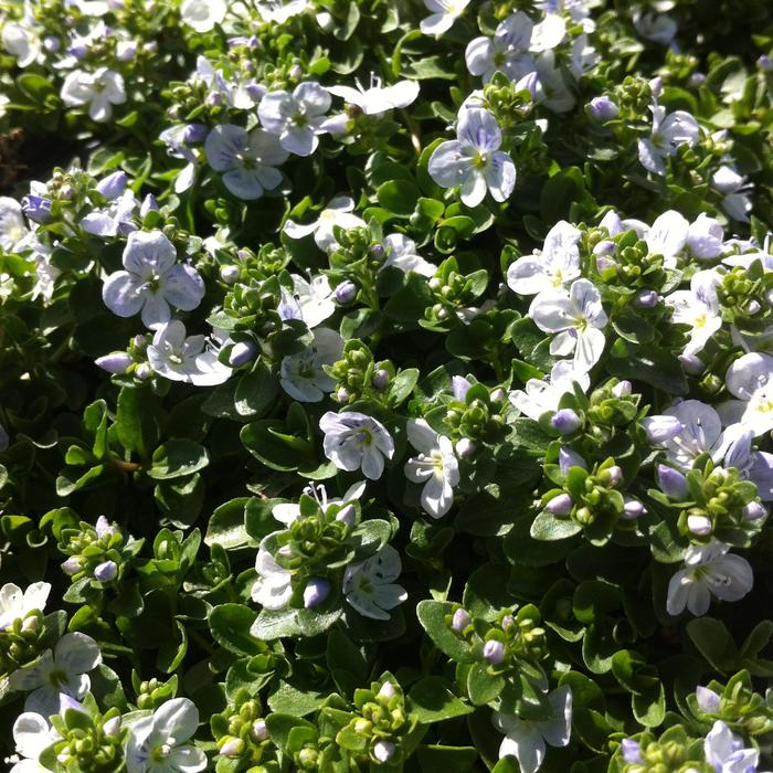 Creeping Speedwell - Veronica repens from Milmont Greenhouses
