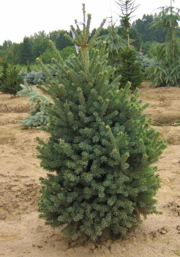 'Blue Teardrop' Dwarf White Spruce - Picea glauca from Milmont Greenhouses
