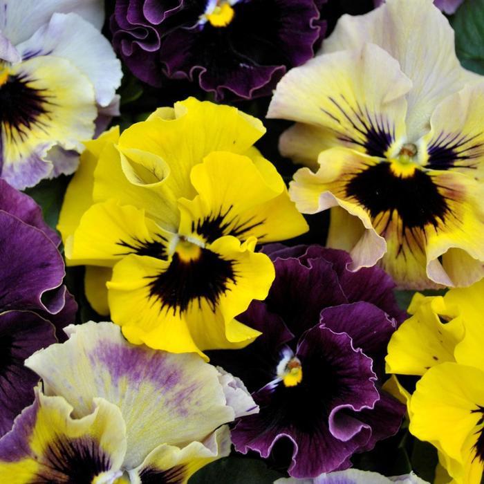 Frizzle Sizzle 'Mix' - Viola x wittrockiana (Pansy) from Milmont Greenhouses Frizzle Sizzle 'Mix' - Viola x wittrockiana (Pansy) from Milmont Greenhouses