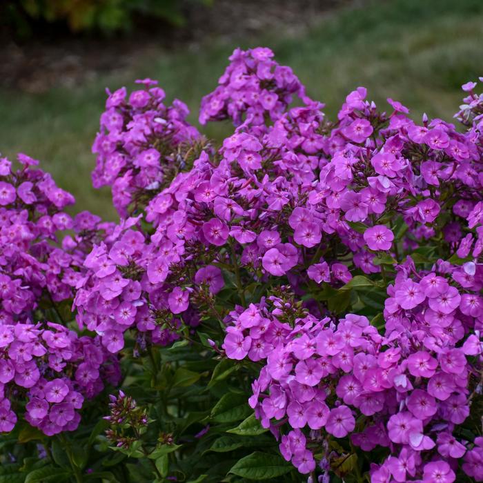 Garden Girls&trade; 'Cover Girl' - Phlox paniculata (Tall Garden Phlox) from Milmont Greenhouses