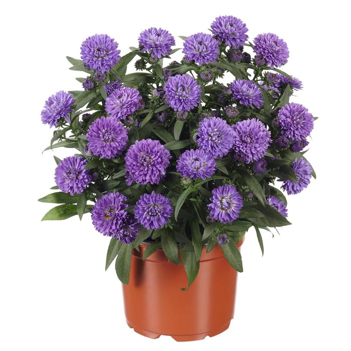 Showmakers® Blue Bayou - Aster novi-belgii from Milmont Greenhouses