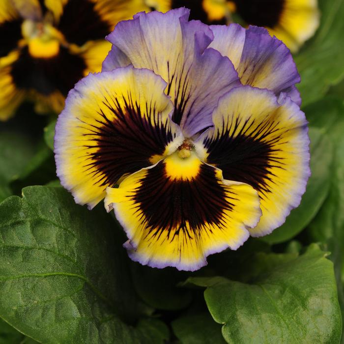 Frizzle Sizzle 'Yellow Blue Swirl' - Viola x wittrockiana (Pansy) from Milmont Greenhouses