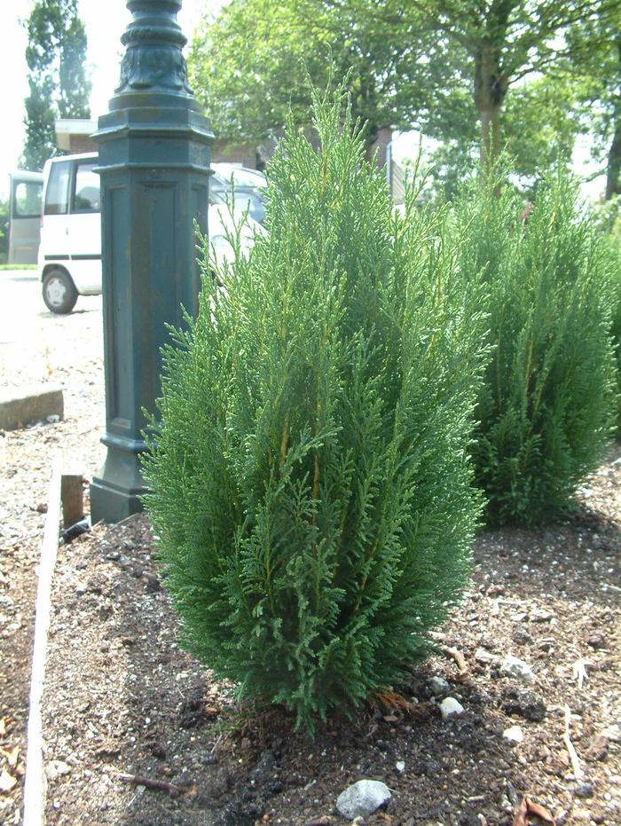 'Shorty' Leyland cypress - Cupressocyparis leylandii from Milmont Greenhouses