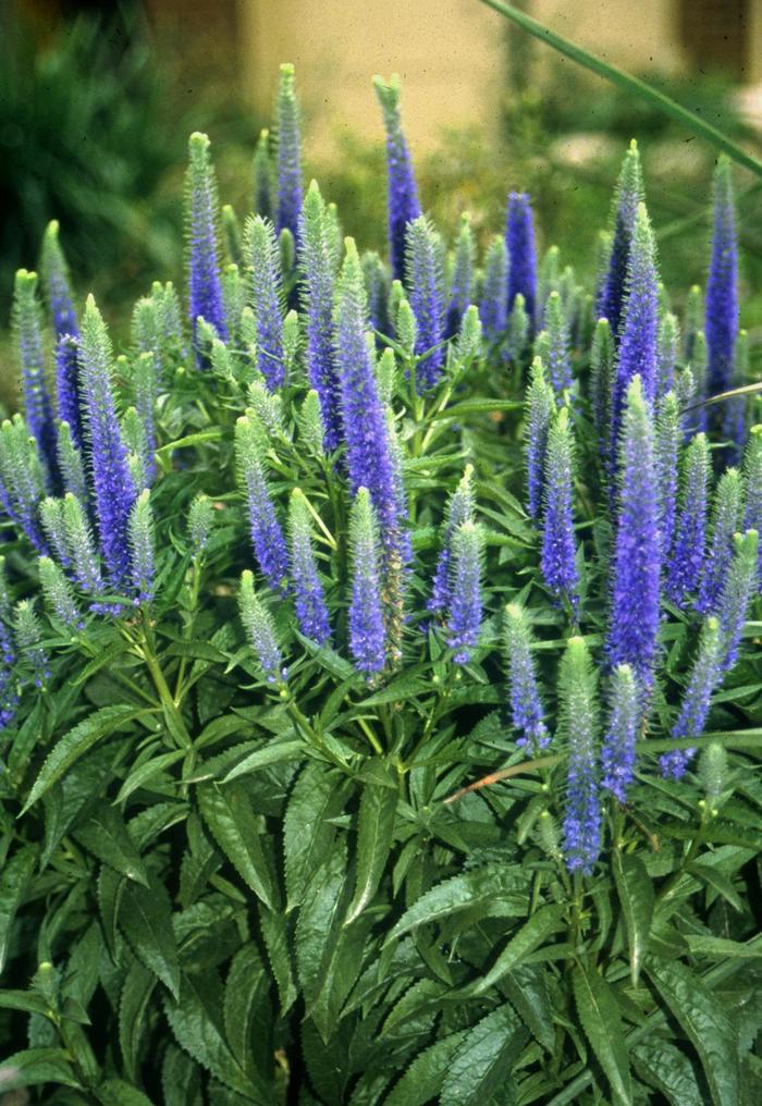 'Royal Candles' Speedwell - Veronica spicata from Milmont Greenhouses