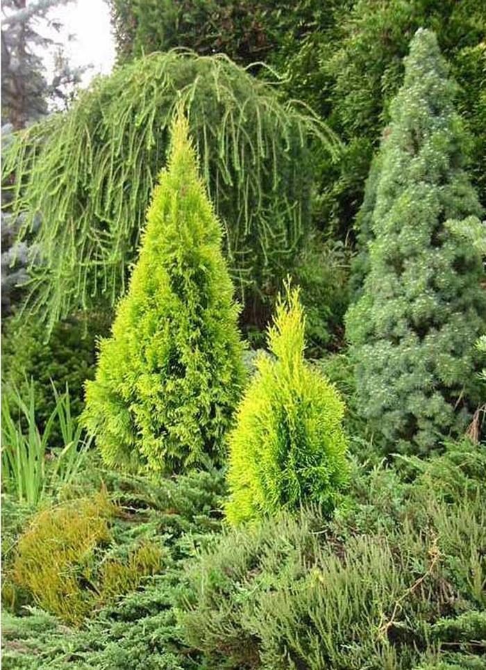 Highlights™ 'Janed Gold' - Thuja occidentalis (Arborvitae) from Milmont Greenhouses