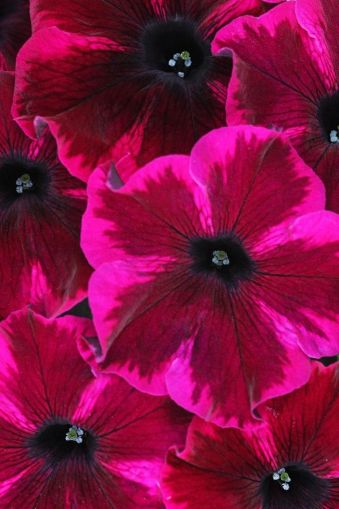Crazytunia&reg; 'Cosmic Purple' - Petunia from Milmont Greenhouses