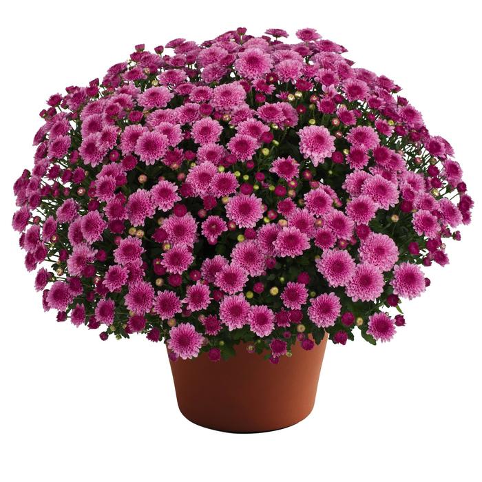 ''Cheryl™ Pink Improved'' Garden Mum - Chrysanthemum x morifolium from Milmont Greenhouses ''Cheryl™ Pink Improved'' Garden Mum - Chrysanthemum x morifolium from Milmont Greenhouses