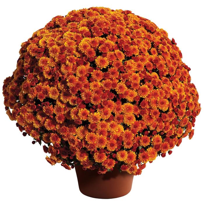 'Cheryl™ Spicy Orange' Garden Mum - Chrysanthemum x morifolium from Milmont Greenhouses 'Cheryl™ Spicy Orange' Garden Mum - Chrysanthemum x morifolium from Milmont Greenhouses