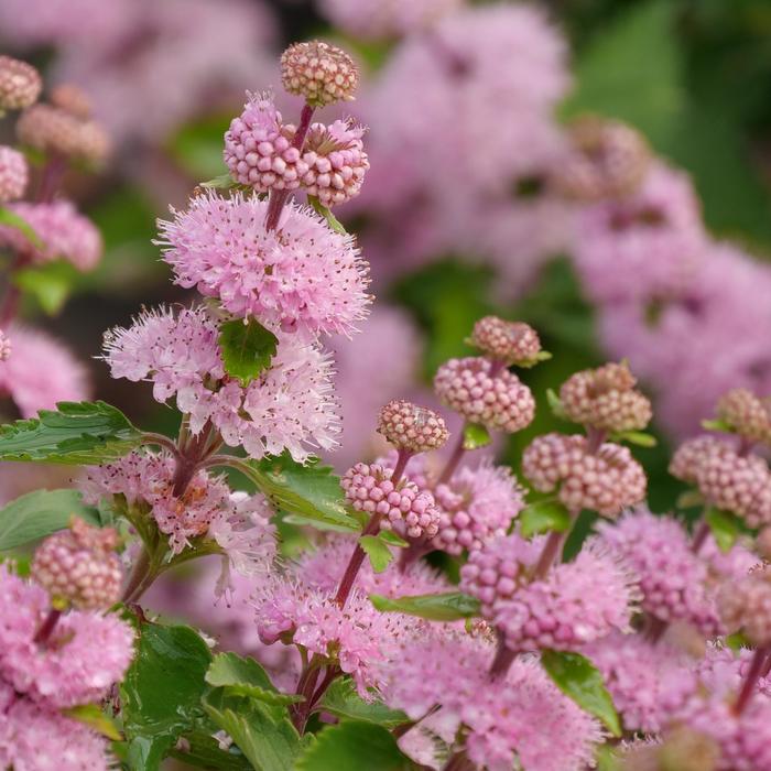 'Beyond Pink'd®' Bluebeard - Caryopteris incana from Milmont Greenhouses