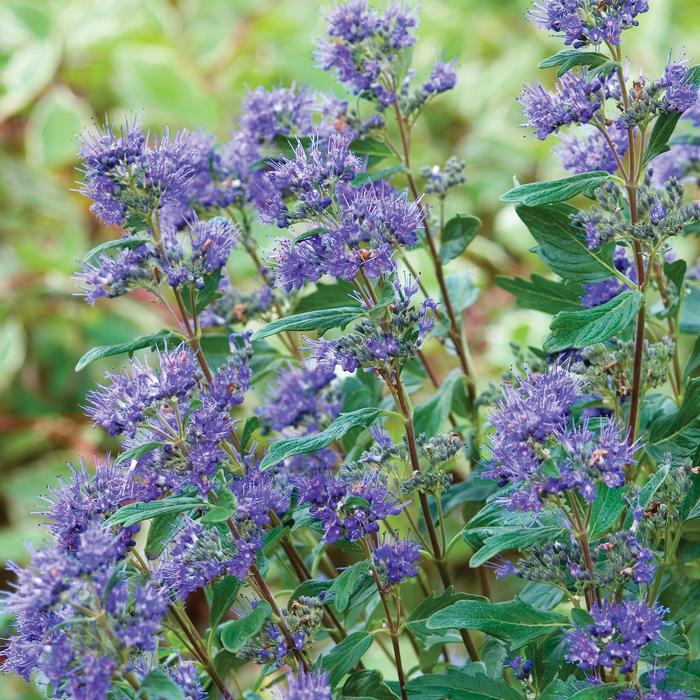 'Grand Bleu&trade;' Blue Mist - Caryopteris x clandonensis from Milmont Greenhouses