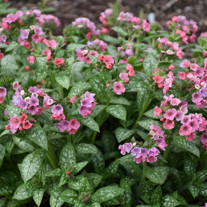 'Pretty in Pink' Lungwort - Pulmonaria from Milmont Greenhouses