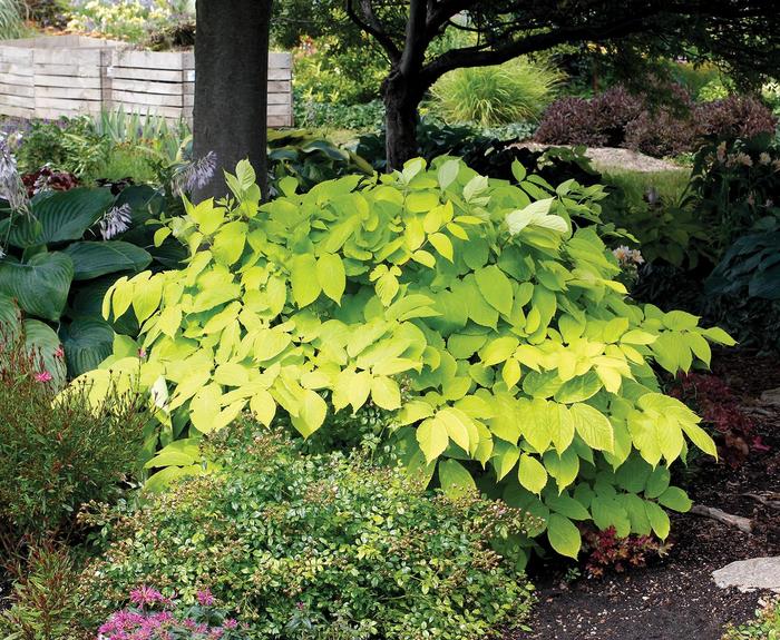 Sun King Japanese Spikenard - Aralia cordata 'Sun King' (Japanese Spikenard) from Milmont Greenhouses