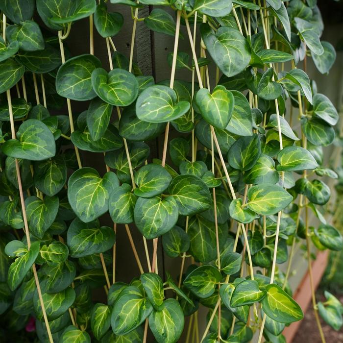 Proven Accents® 'Maculata' - Vinca major (Vinca Vine) from Milmont Greenhouses