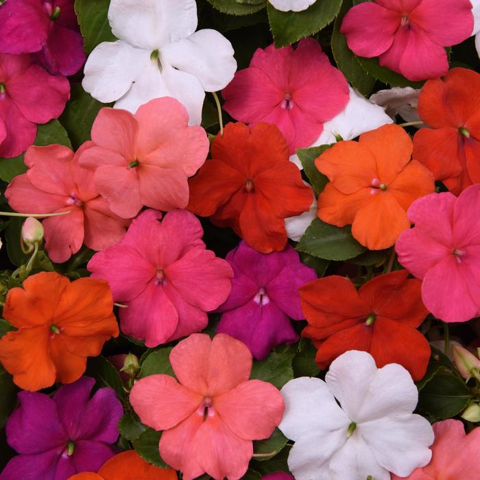 Beacon® 'Formula Mix' - Impatiens walleriana from Milmont Greenhouses