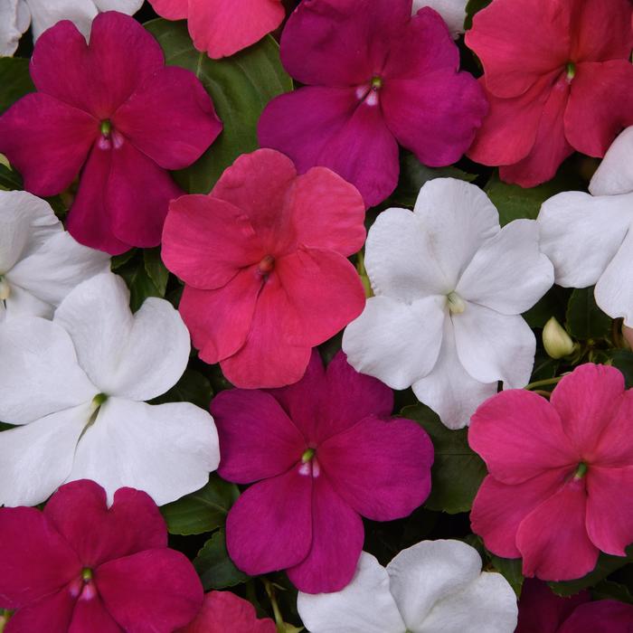 Beacon® 'Portland Mix' - Impatiens walleriana from Milmont Greenhouses Beacon® 'Portland Mix' - Impatiens walleriana from Milmont Greenhouses