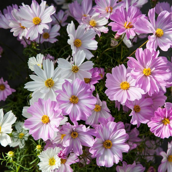 Apollo&trade; 'Lovesong' - Cosmos bipinnatus from Milmont Greenhouses