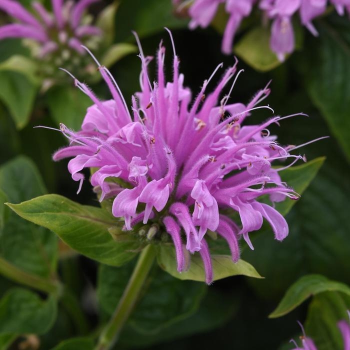 BeeMine&trade; Lavender - Monarda didyma (Bee Balm) from Milmont Greenhouses