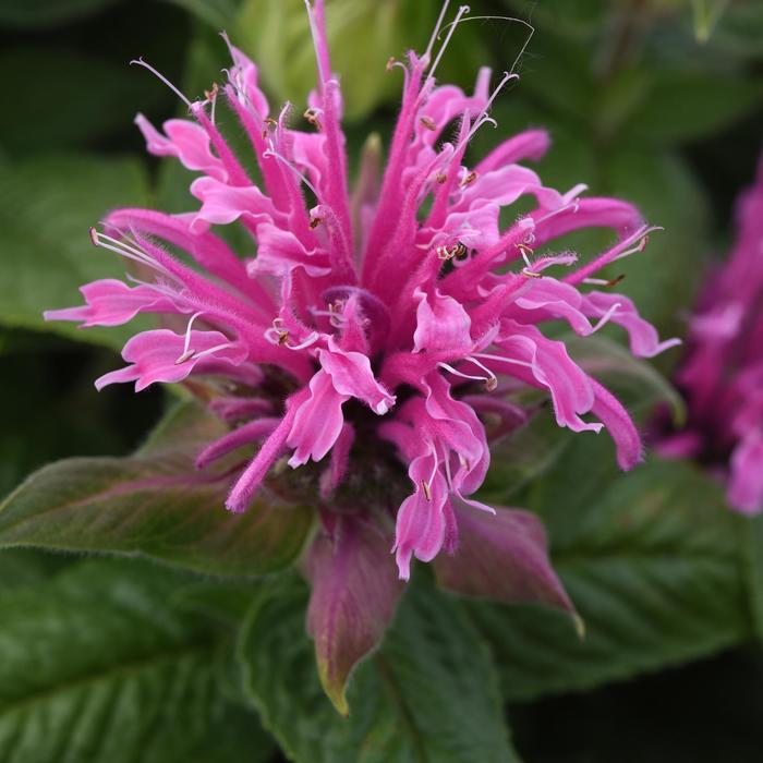 BeeMine&trade; 'Pink' - Monarda didyma (Bee Balm) from Milmont Greenhouses
