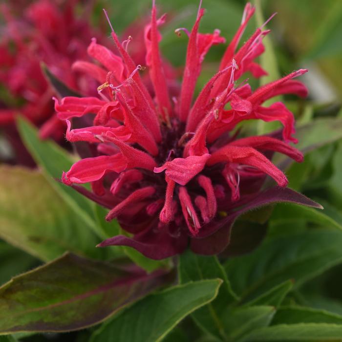 BeeMine&trade; 'Red' - Monarda didyma (Bee Balm) from Milmont Greenhouses