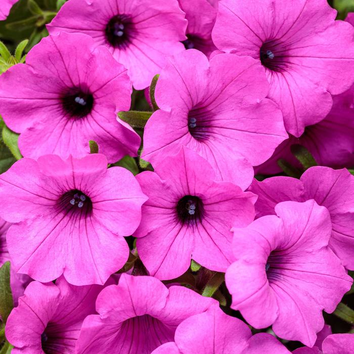 Supertunia Vista&reg; 'Jazzberry&reg;' - Petunia from Milmont Greenhouses