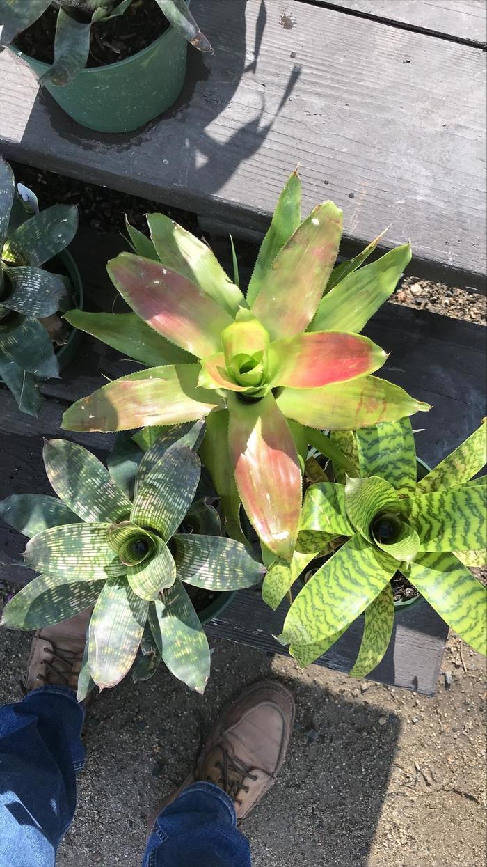 'Paprika' Neo Bromeliad - Neoregelia from Milmont Greenhouses 'Paprika' Neo Bromeliad - Neoregelia from Milmont Greenhouses