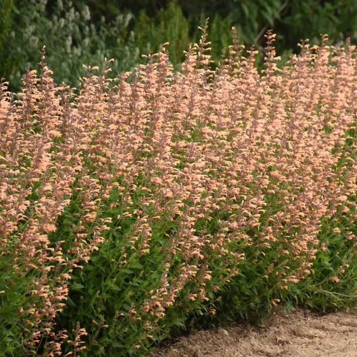 Meant to Bee&trade; 'Queen Nectarine' - Agastache (Hummingbird Mint) from Milmont Greenhouses
