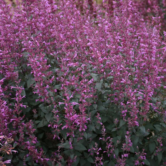 Meant to Bee&trade; 'Royal Raspberry' - Agastache (Hummingbird Mint) from Milmont Greenhouses