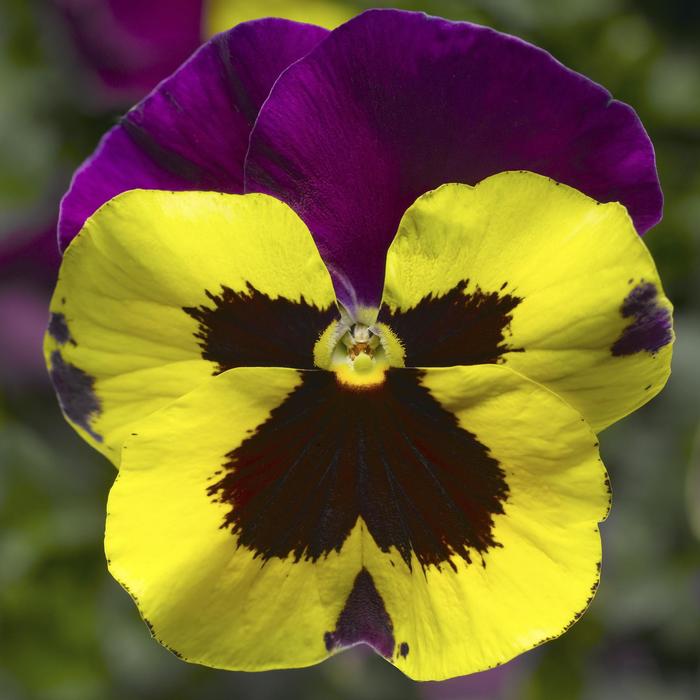 Delta™ Premium 'Yellow w/Purple Wing' - Viola x wittrockiana (Pansy) from Milmont Greenhouses Delta™ Premium 'Yellow w/Purple Wing' - Viola x wittrockiana (Pansy) from Milmont Greenhouses