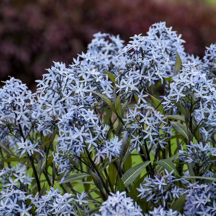 'Storm Cloud' Bluestar - Amsonia tabernaemontana from Milmont Greenhouses