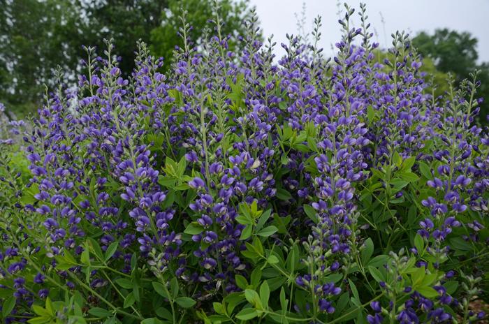 Decadence&reg; 'Blueberry Sundae' - Baptisia (False Indigo) from Milmont Greenhouses
