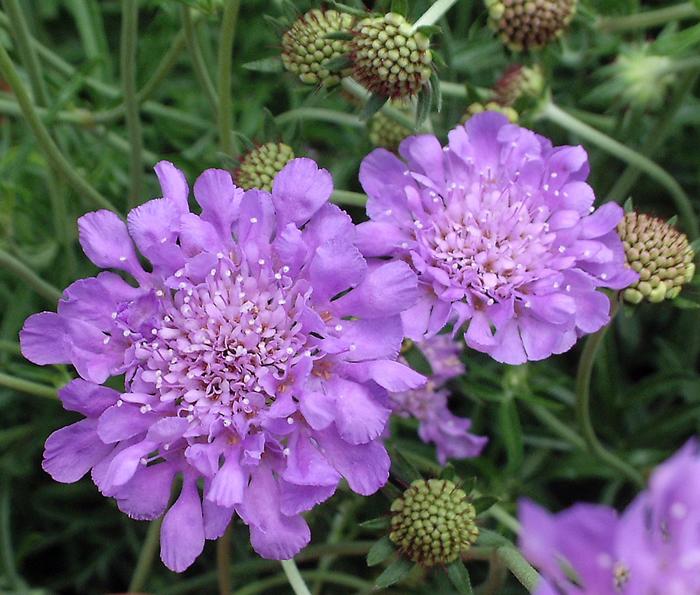 'Butterfly Blue' Pincushion Flower - Scabiosa columbaria from Milmont Greenhouses
