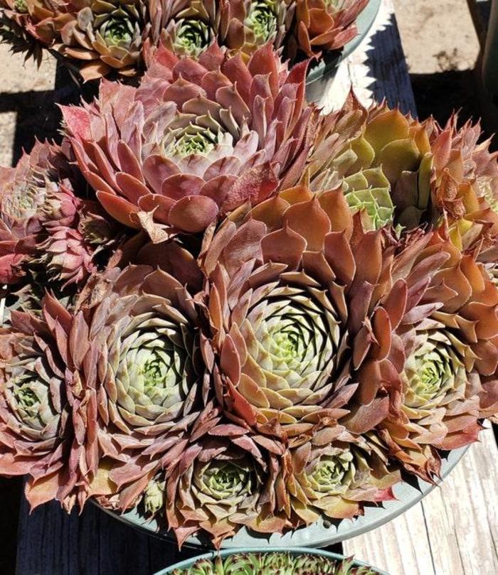 Red Heart Hen and Chicks - Sempervivum 'Red Heart' (Hen and Chicks) from Milmont Greenhouses Red Heart Hen and Chicks - Sempervivum 'Red Heart' (Hen and Chicks) from Milmont Greenhouses