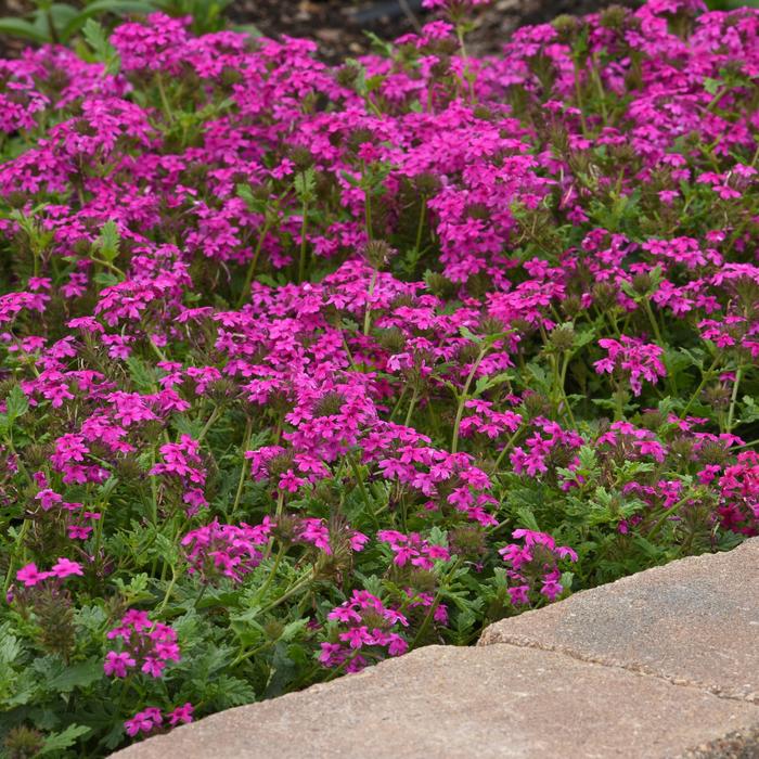 'Homestead Hot Pink' - Verbena canadensis from Milmont Greenhouses