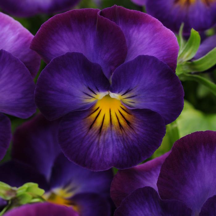Halo Violet Viola - Viola cornuta 'Halo Violet' PP24428 (Viola) from Milmont Greenhouses