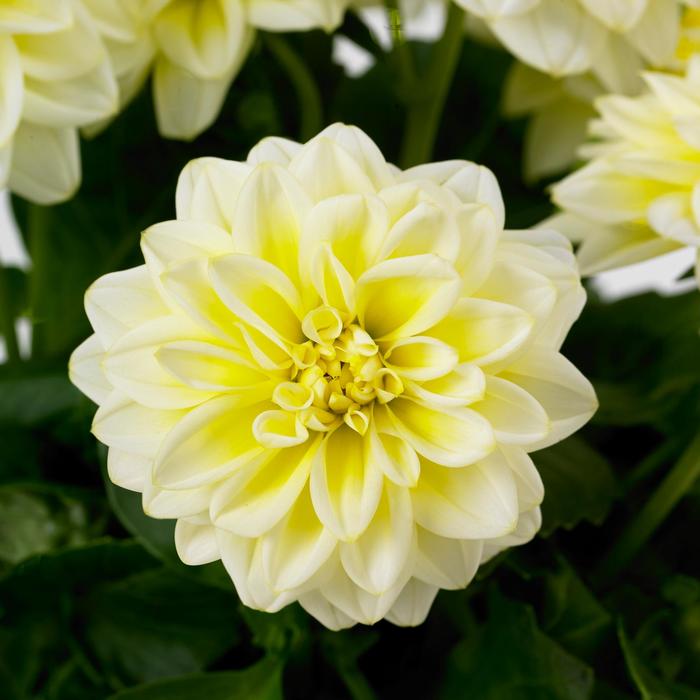 Dahlietta&reg; 'Shirley' - Dahlia from Milmont Greenhouses