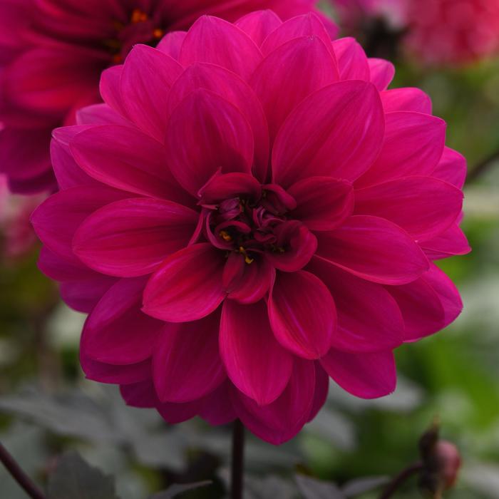 City Lights™ Neon - Dahlia from Milmont Greenhouses